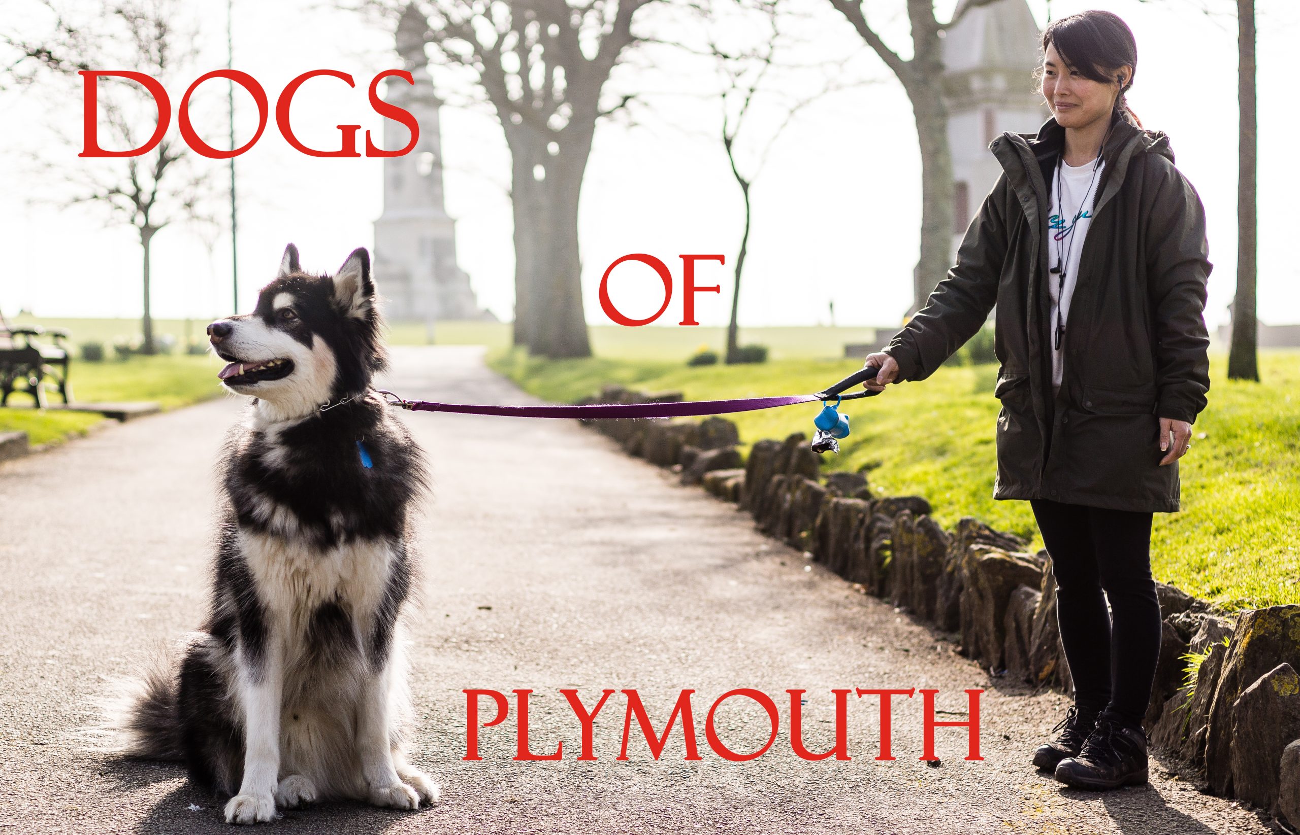 Dogs of Plymouth