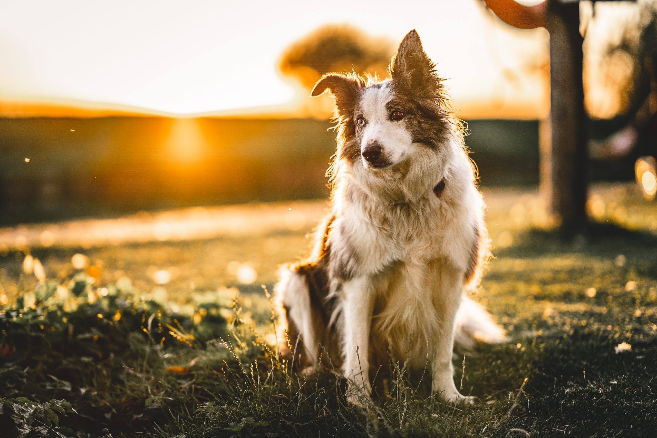 Dogs – Collies