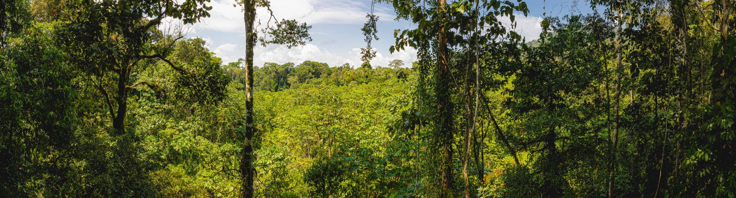 MIRADOR ATALAYA (WATCHTOWER LOOKOUT) – THE AMAZON BASIN